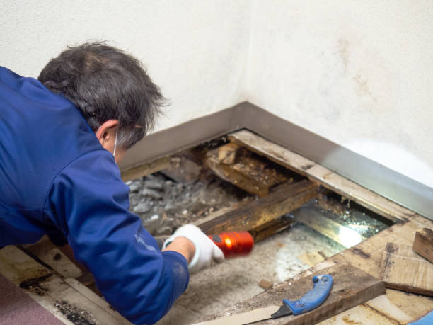 Best Residential Mold Remediation in Marina Del Rey, CA