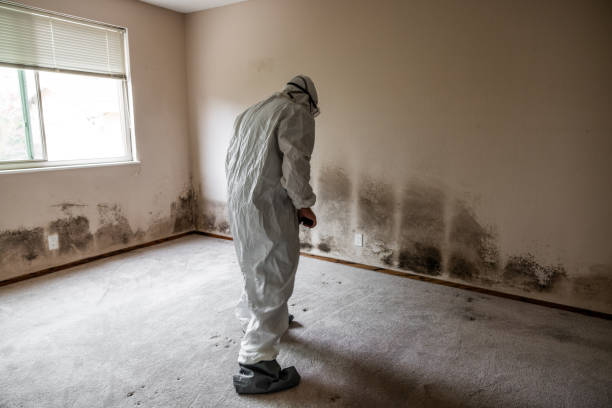 Best Mold Testing and Inspection Services in Marina Del Rey, CA
