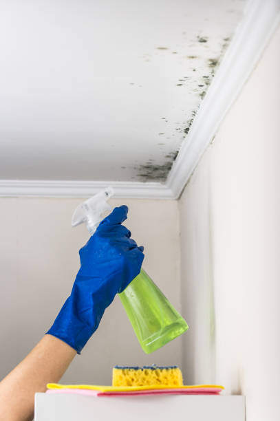 Best White Mold Remediation in Marina Del Rey, CA