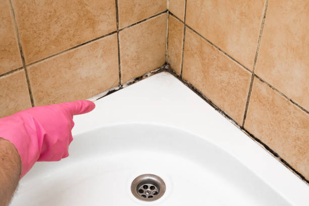 Best Attic Mold Remediation in Marina Del Rey, CA